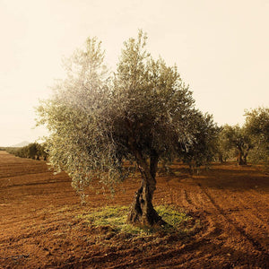 BIO - Aromatisiertes Natives Olivenöl Extra - LEMONGRASS 200ml