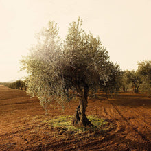 Laden Sie das Bild in den Galerie-Viewer, BIO - Natives Olivenöl Extra - ORIGINAL 200ml

