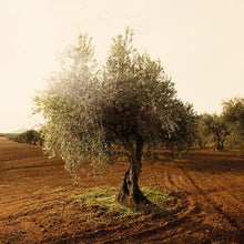 Laden Sie das Bild in den Galerie-Viewer, BIO - Natives Olivenöl Extra - ORIGINAL 500ml
